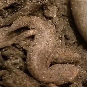 Meet your Posher, Frank